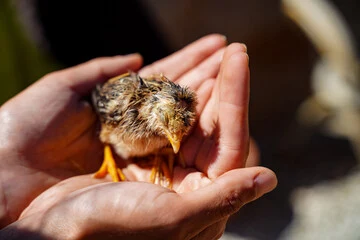 A tiny rescued chick cradled gently in a volunteer's hands