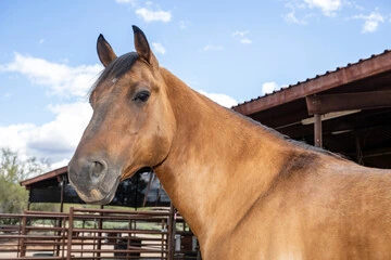 A rescue horse at the Saint Francis ranch sanctuary under Arizona blue sky