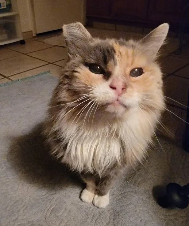 Ava, a senior calico cat