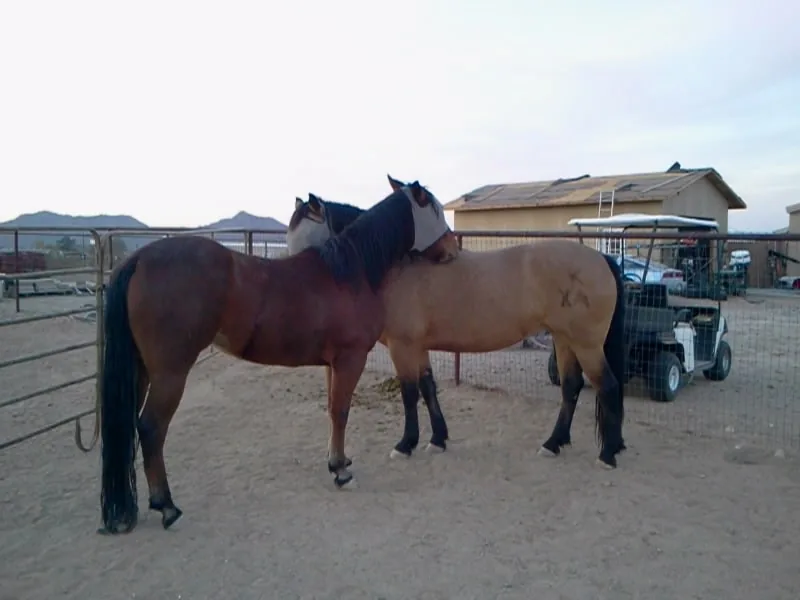 Kharma and her daughter Victoria, two rescued horses standing close together